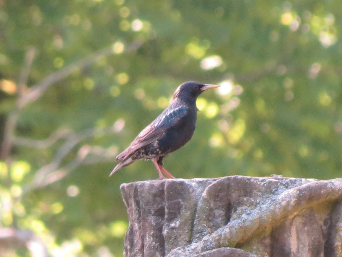 European Starling - ML620679617