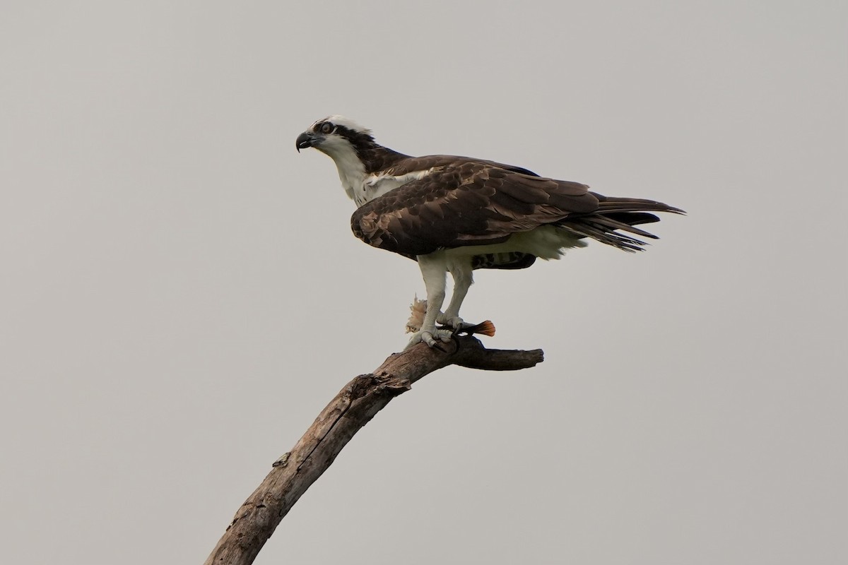 Osprey - ML620679623