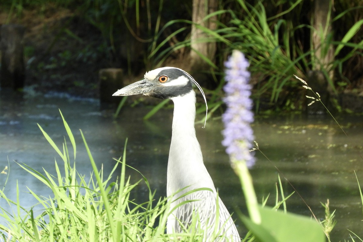 Yellow-crowned Night Heron - ML620679627