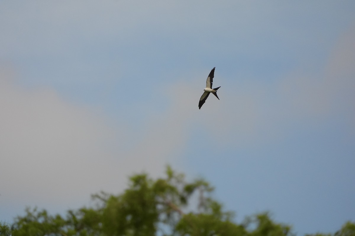 Swallow-tailed Kite - ML620679628