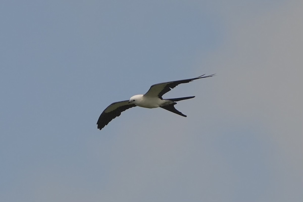 Swallow-tailed Kite - ML620679629