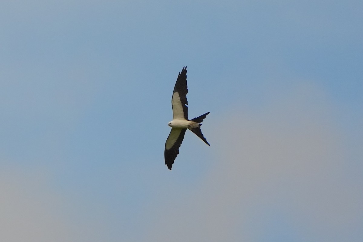 Swallow-tailed Kite - ML620679630