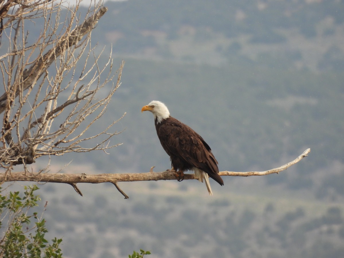 Bald Eagle - ML620679634