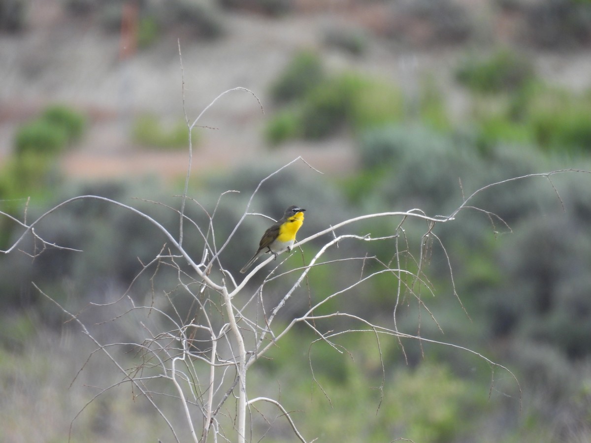 Yellow-breasted Chat - ML620679637