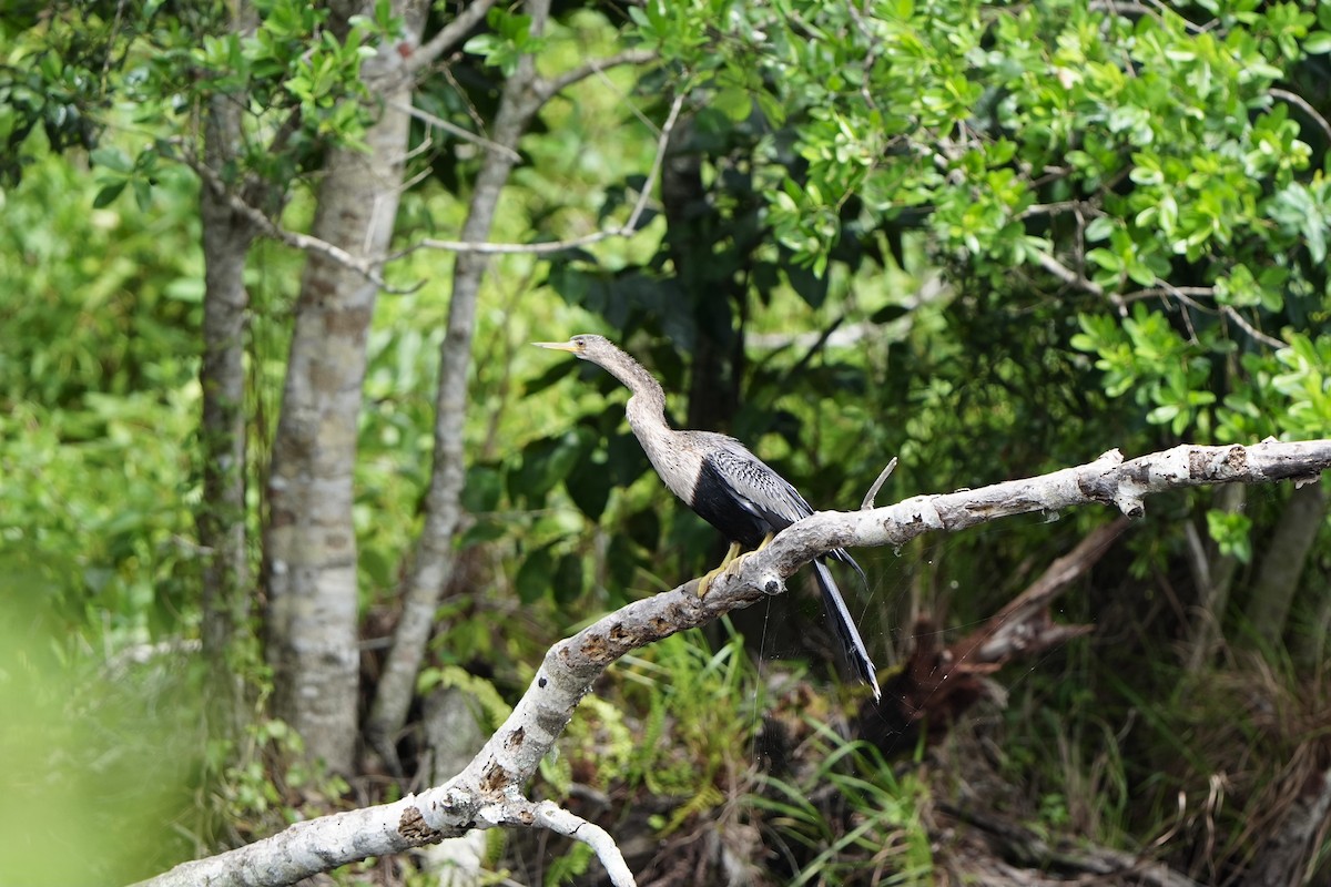 Amerika-Schlangenhalsvogel - ML620679642