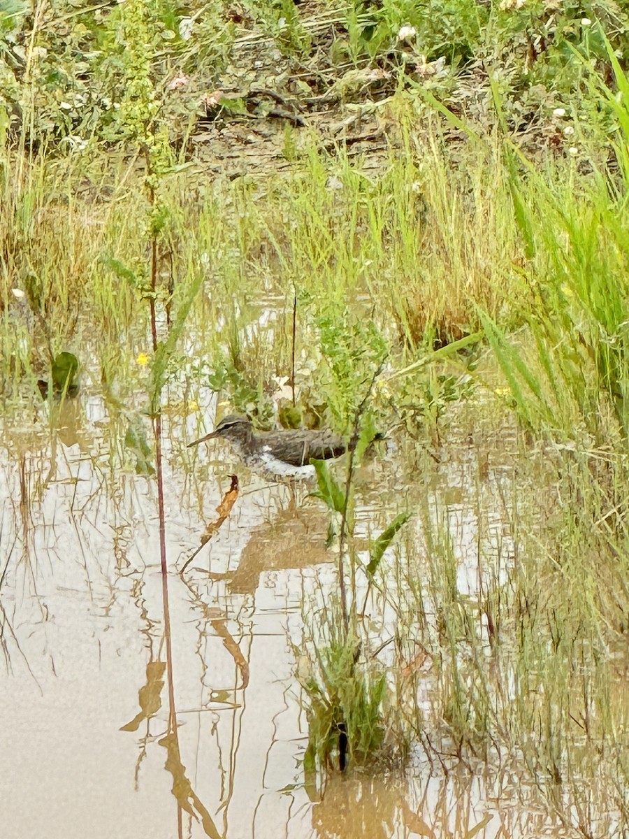 Spotted Sandpiper - ML620679646