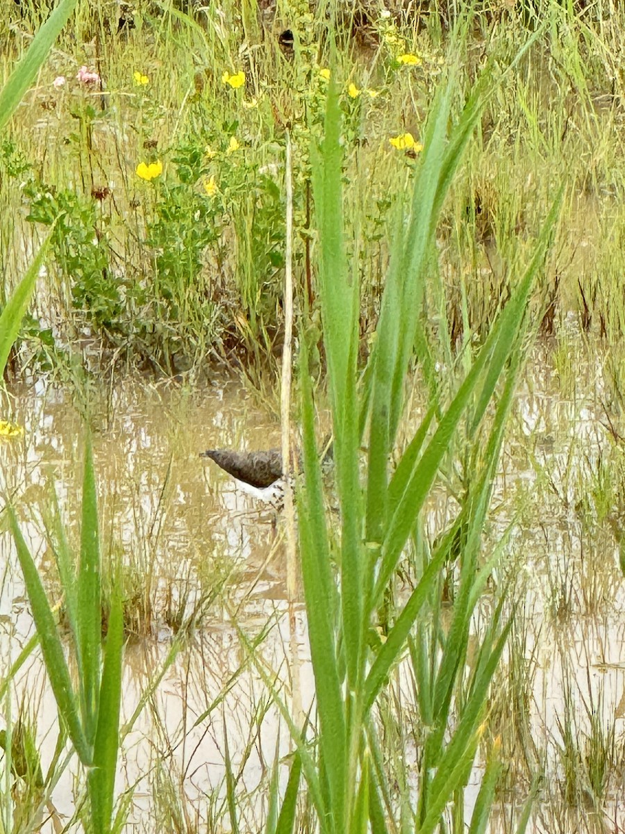 Spotted Sandpiper - ML620679650