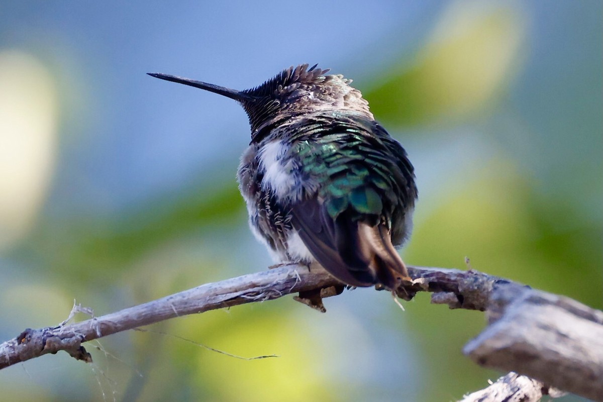 Anna's Hummingbird - ML620679653