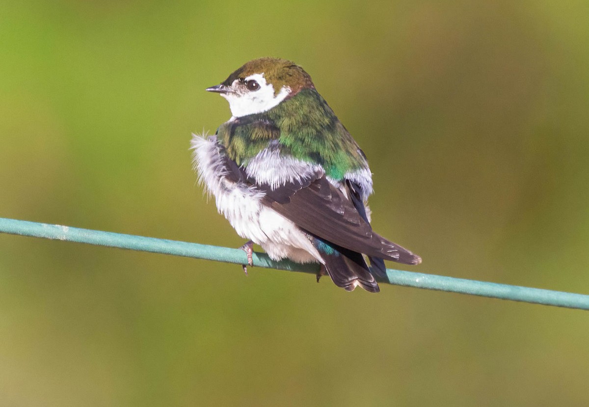 Violet-green Swallow - ML620679668