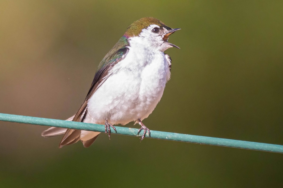 Violet-green Swallow - ML620679669