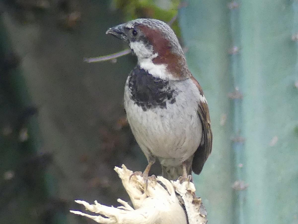 House Sparrow - ML620679670