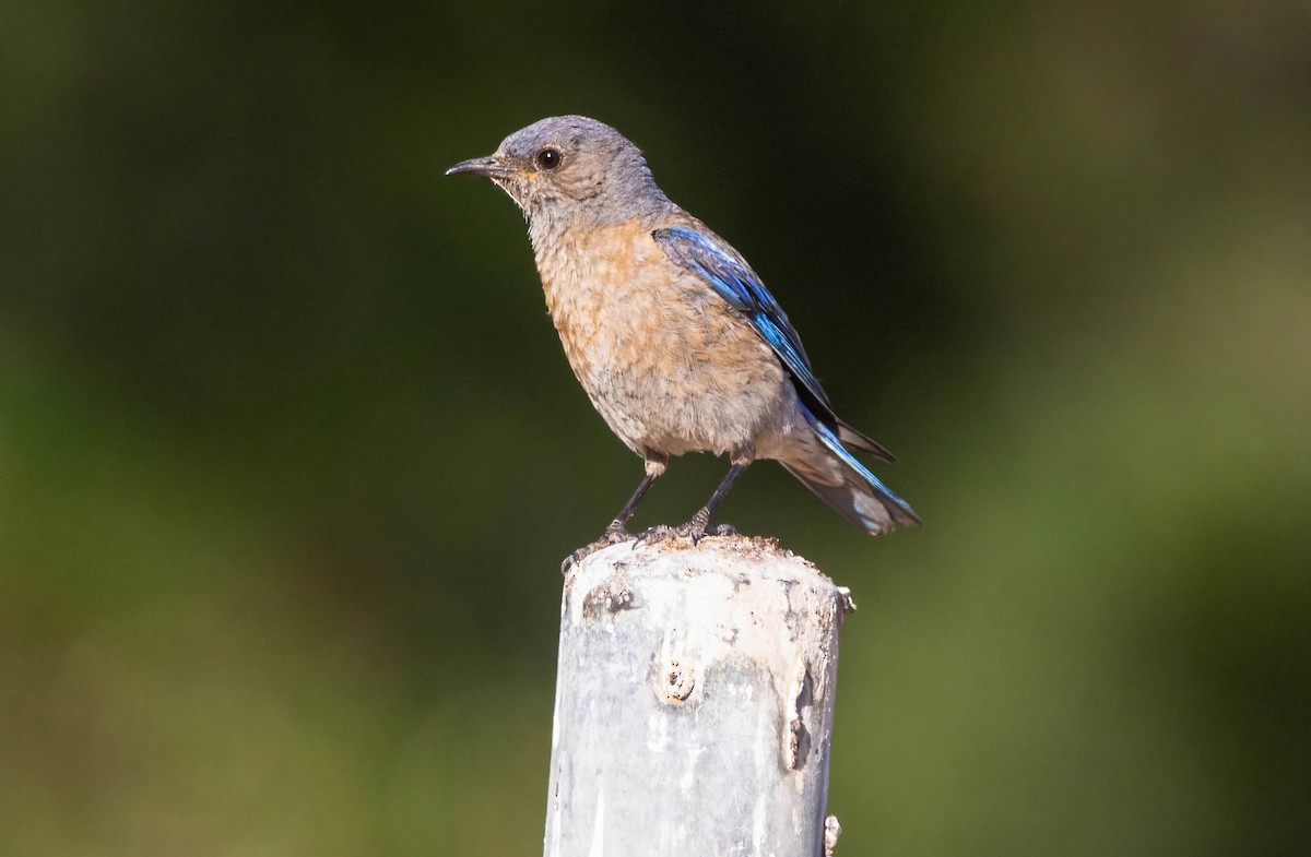 Western Bluebird - ML620679672