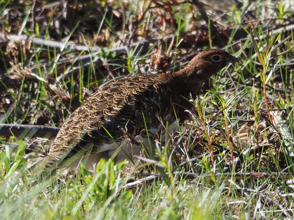 Willow Ptarmigan - ML620679678