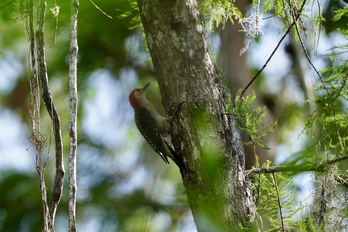 Red-bellied Woodpecker - ML620679679