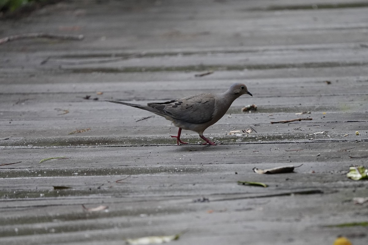 Mourning Dove - ML620679682