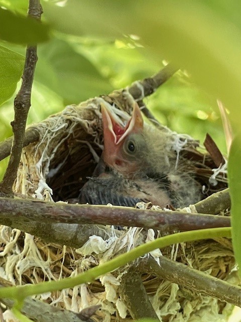 Brown-headed Cowbird - ML620679683