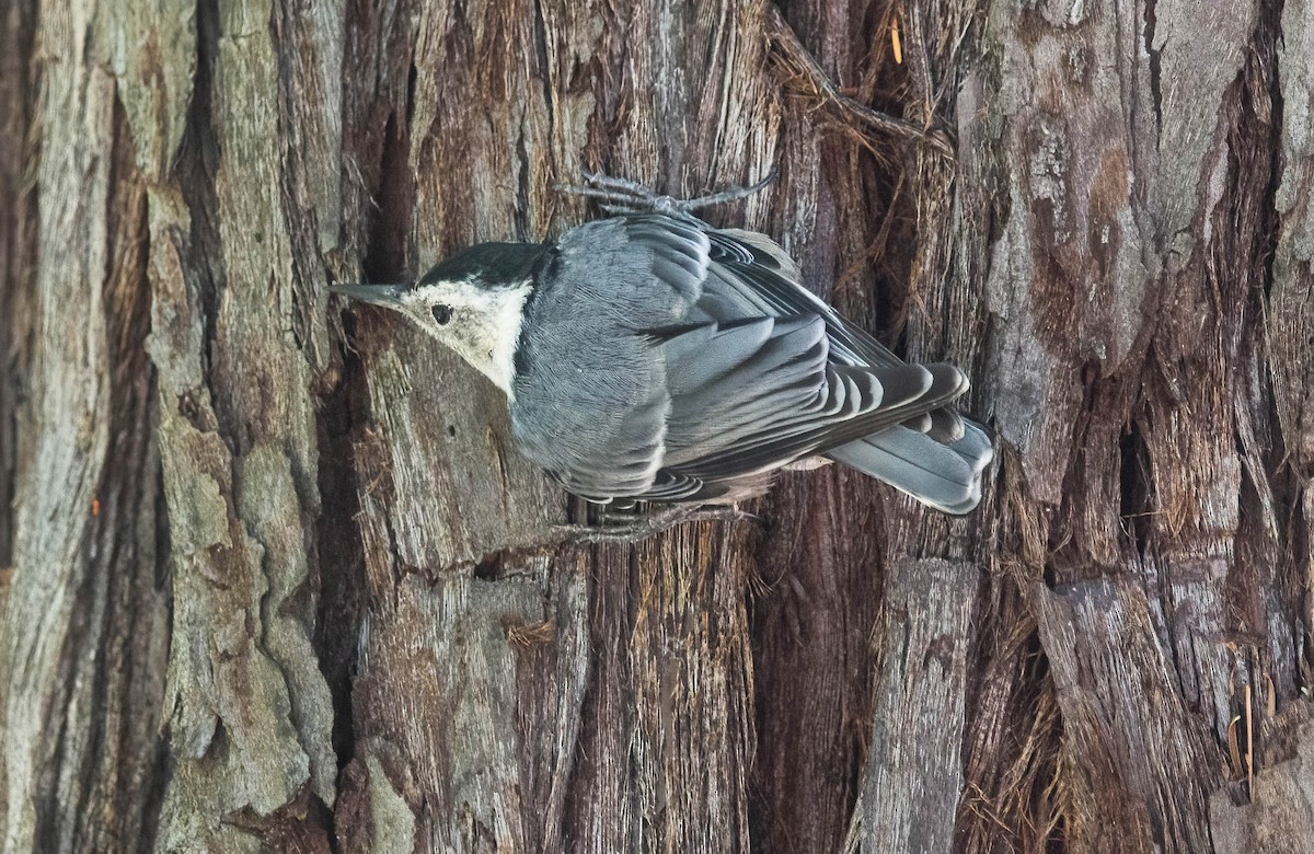 White-breasted Nuthatch - ML620679686