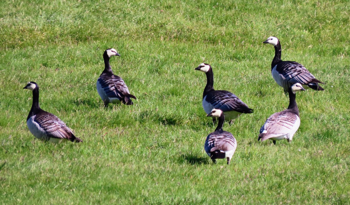 Barnacle Goose - ML620679688