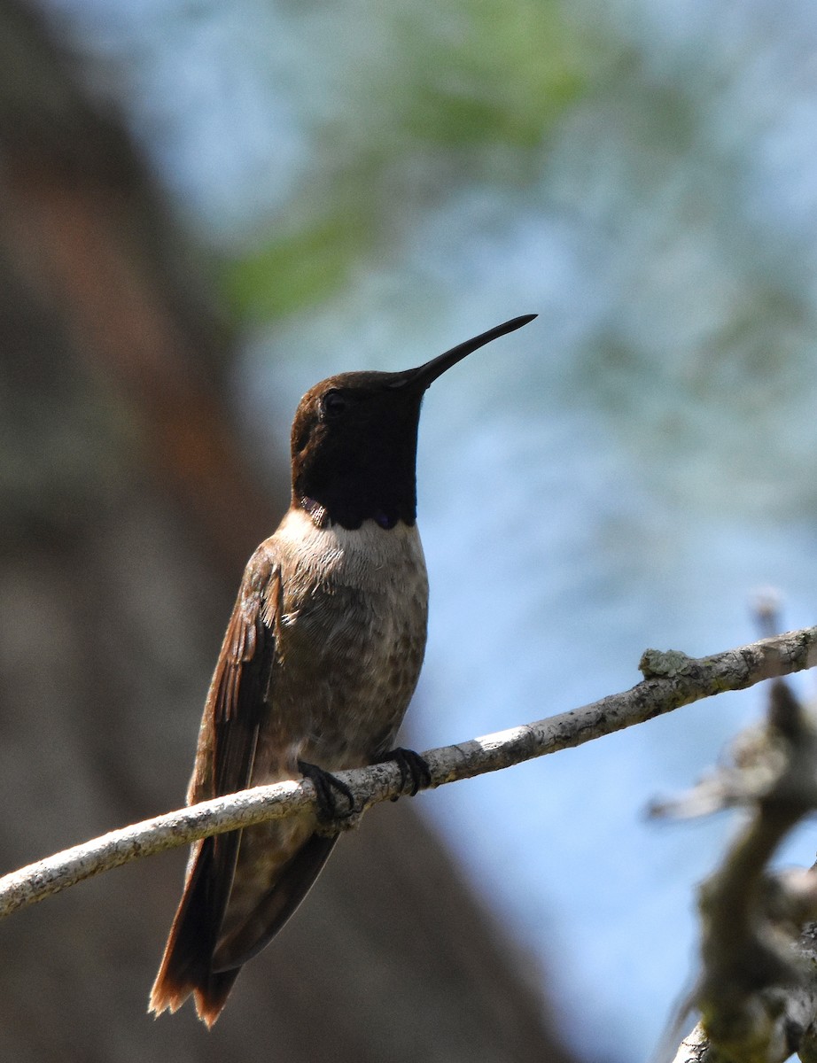 Ruby-throated Hummingbird - ML620679689