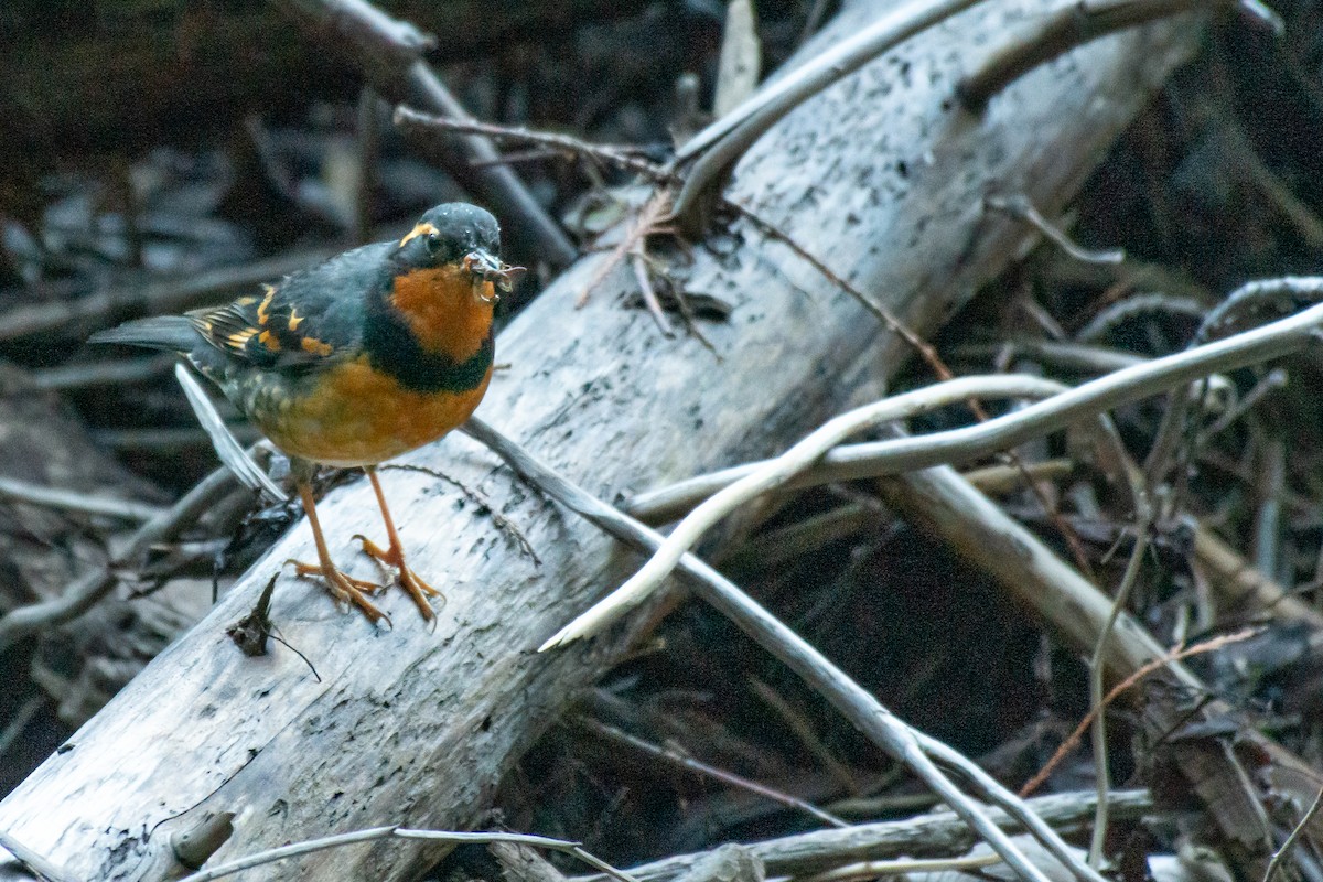 Varied Thrush - ML620679690