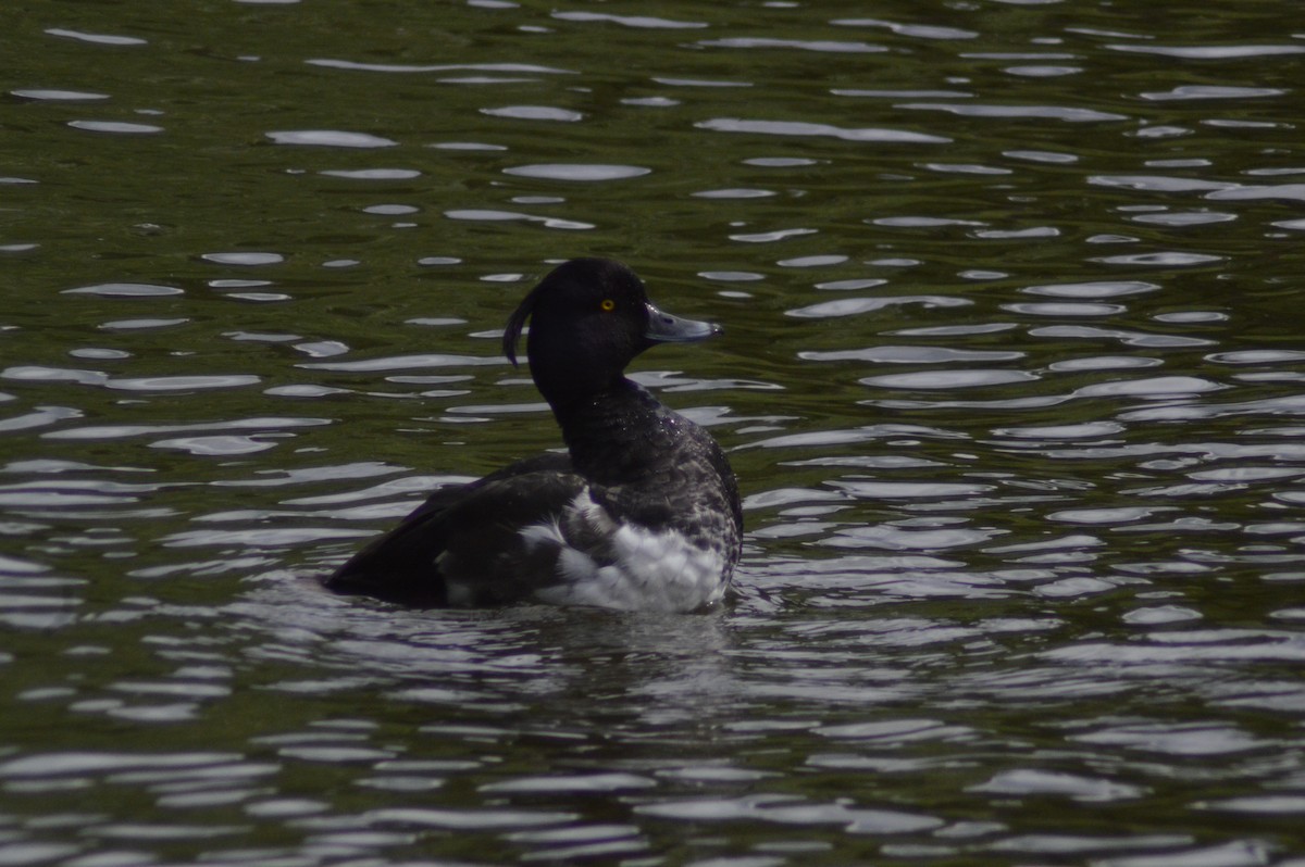 Tufted Duck - ML620679691
