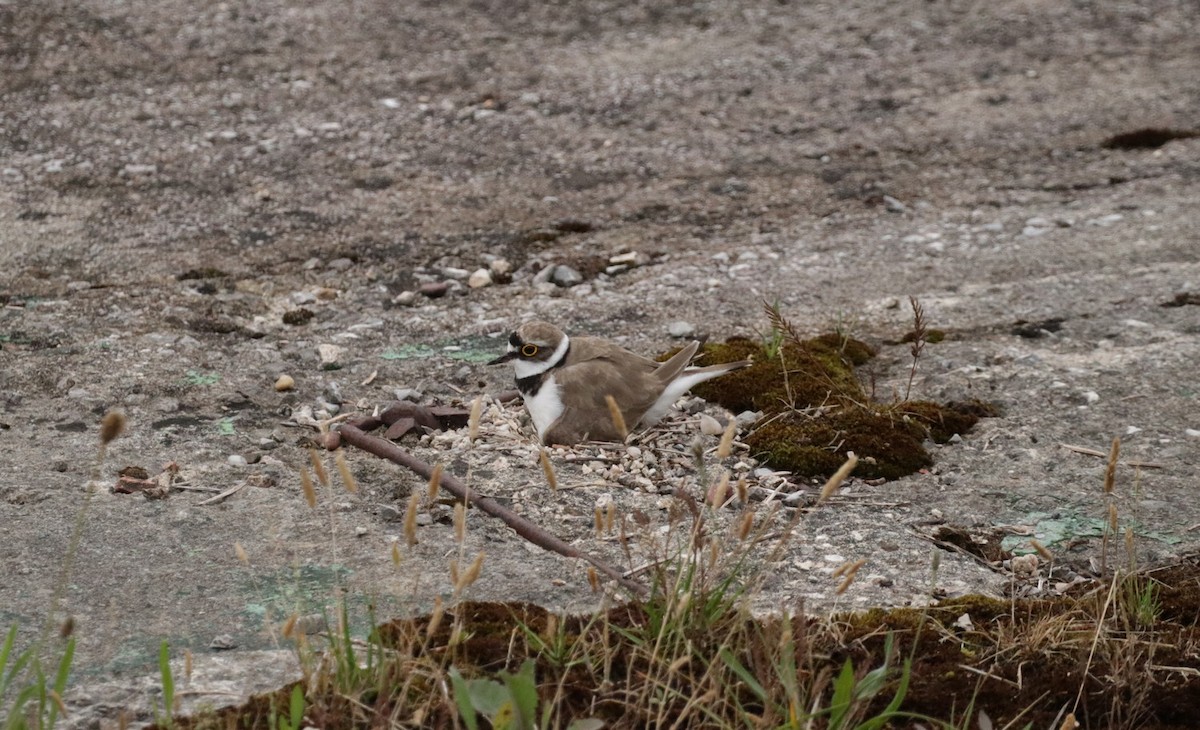 Little Ringed Plover - ML620679693