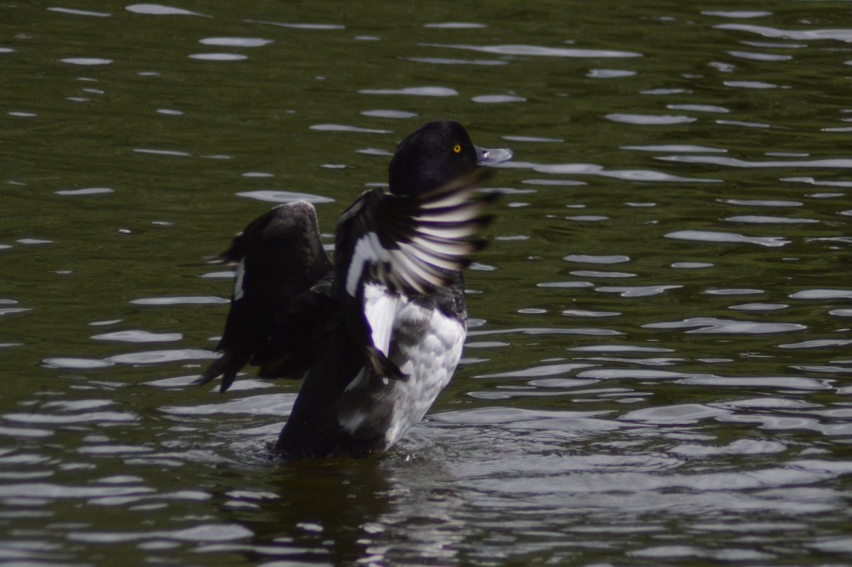 Tufted Duck - ML620679696