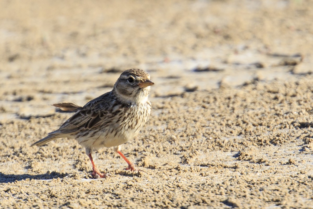 Mediterranean Short-toed Lark - ML620679697