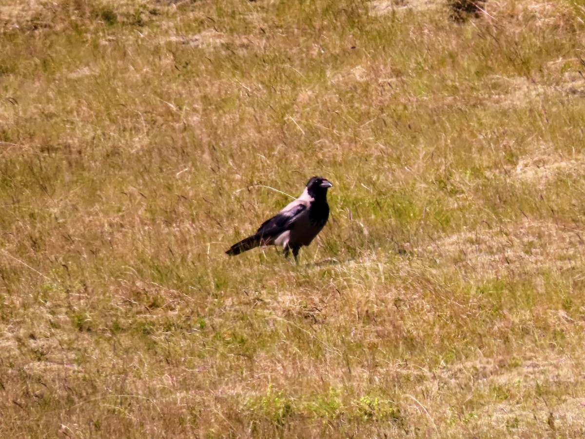 Hooded Crow - Kent Skaggs