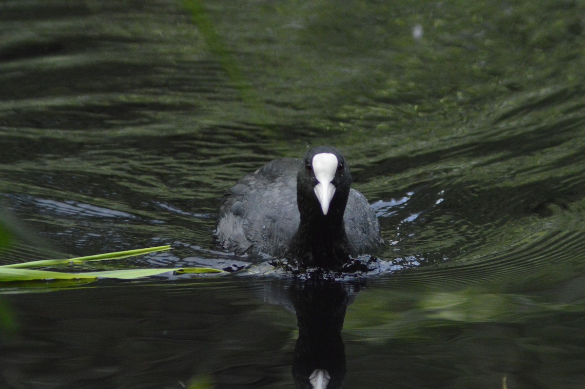 Eurasian Coot - ML620679702