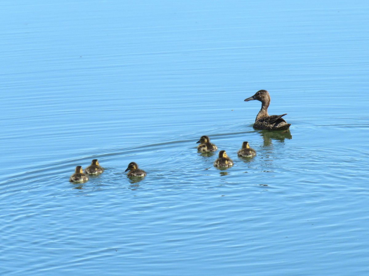 Cinnamon Teal - ML620679703