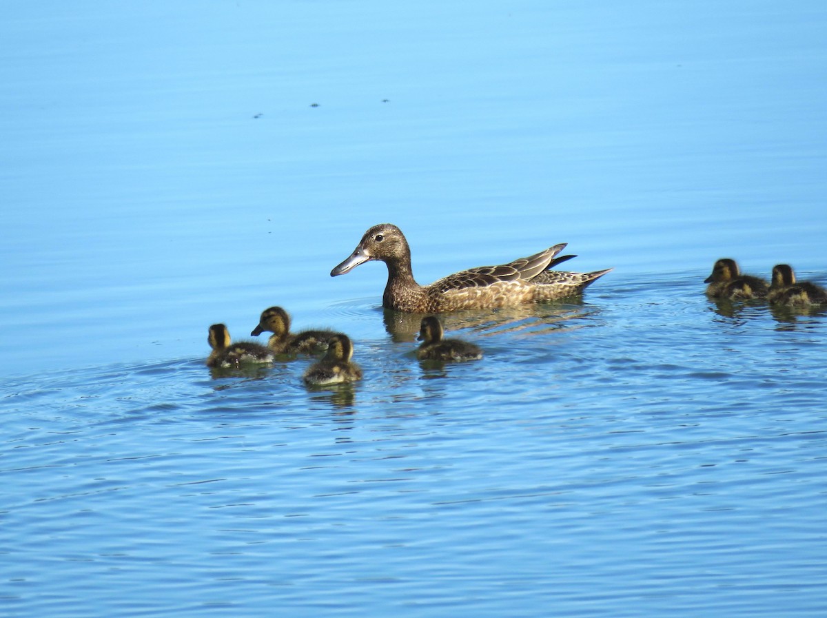 Cinnamon Teal - ML620679704