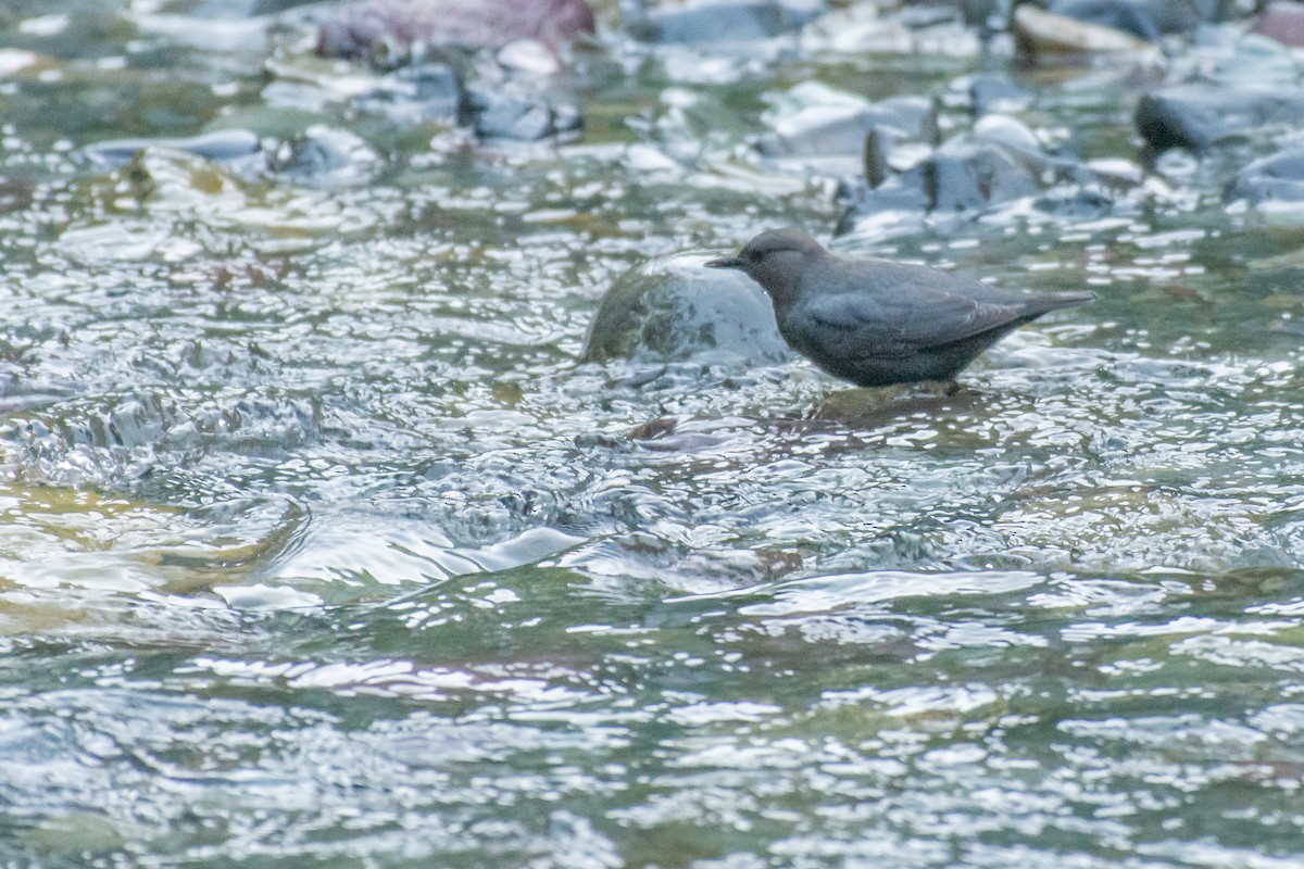 American Dipper - ML620679707