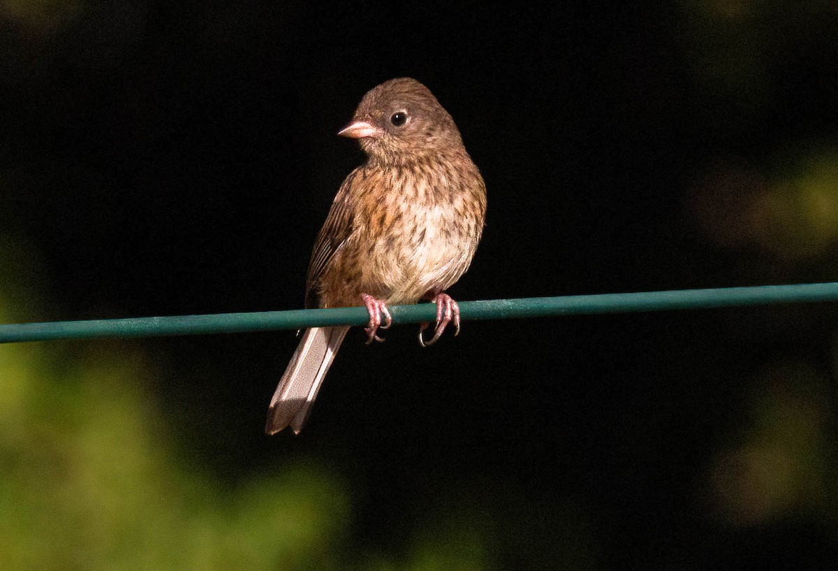 Junco ardoisé - ML620679708