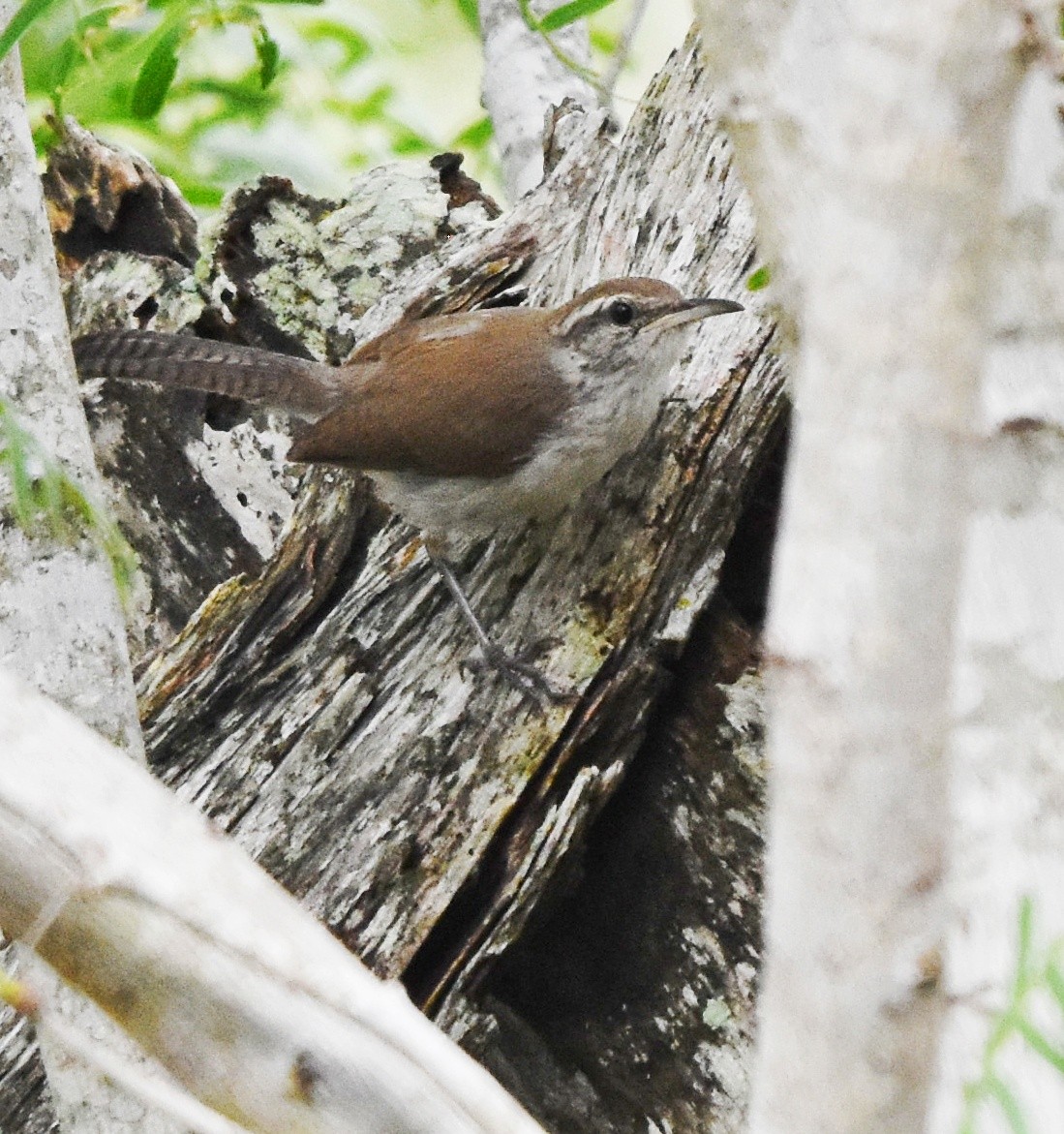 Bewick's Wren - ML620679710