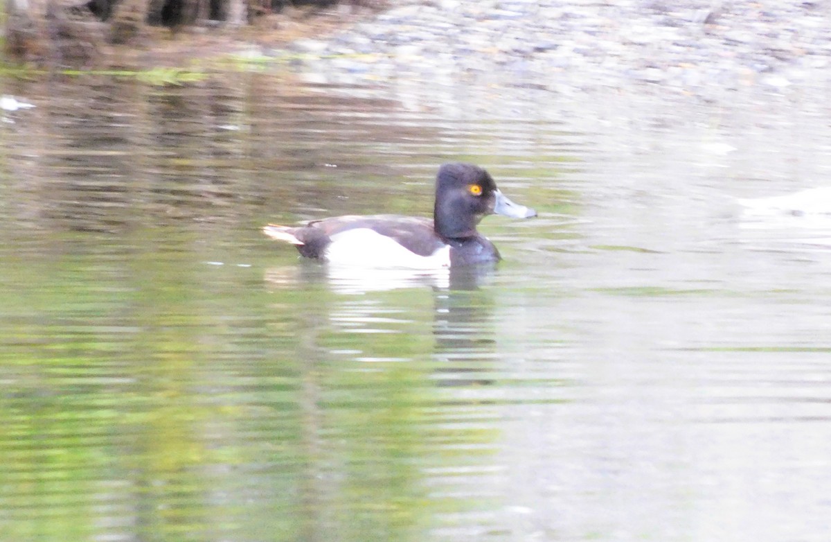 Ring-necked Duck - ML620679711