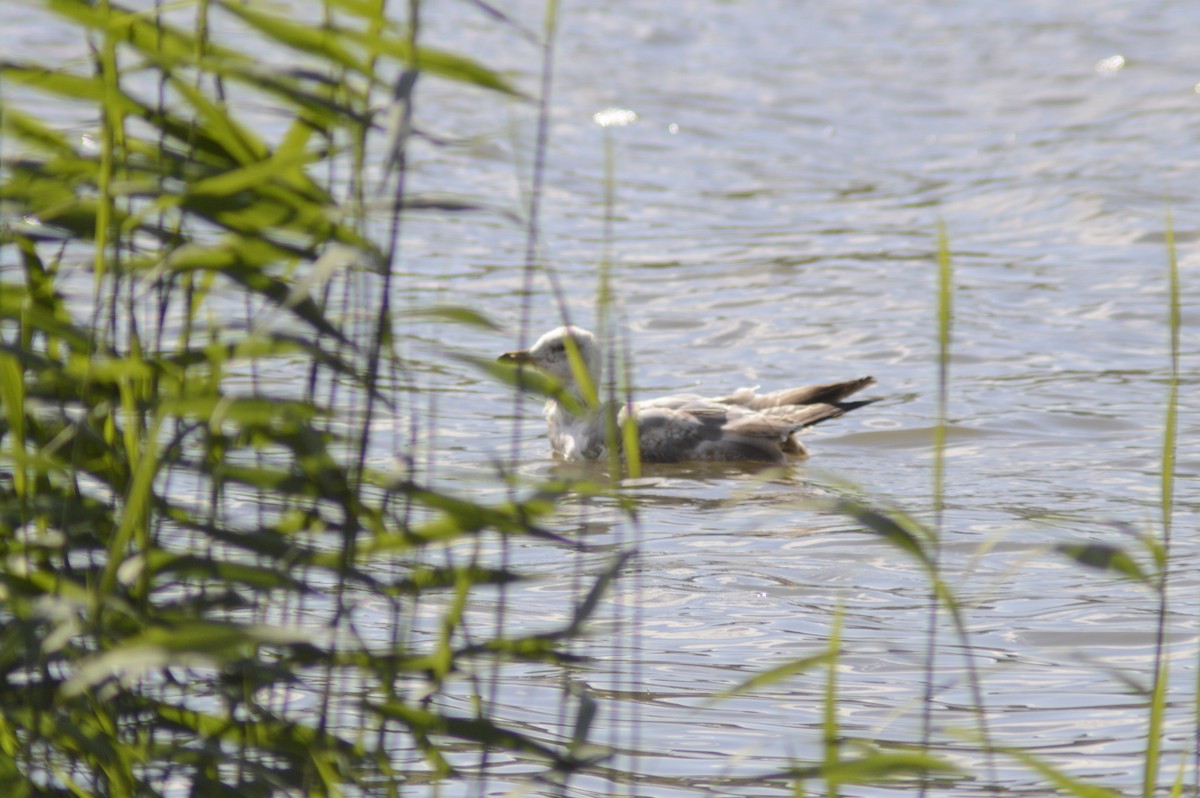 Herring Gull - ML620679712