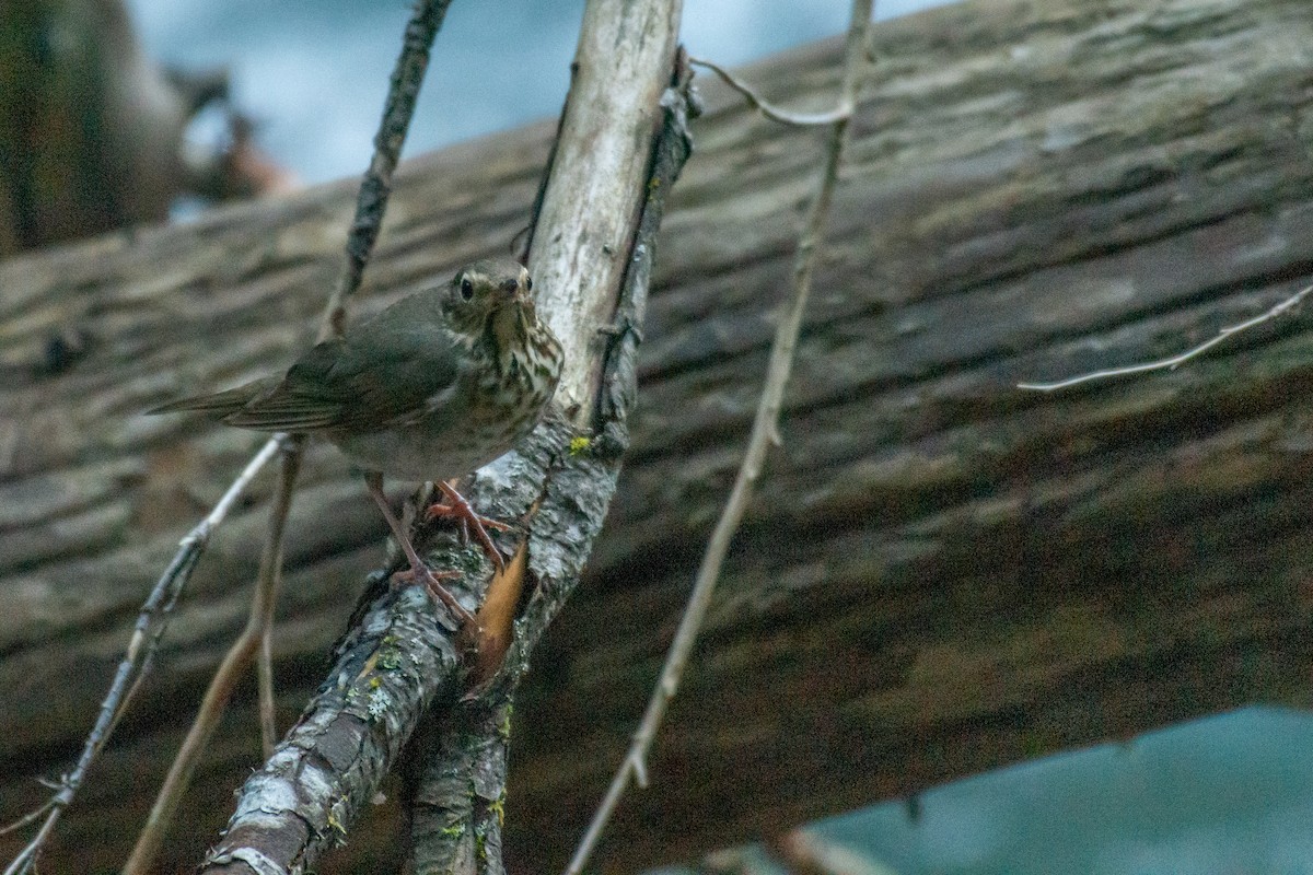 Zwergmusendrossel - ML620679714