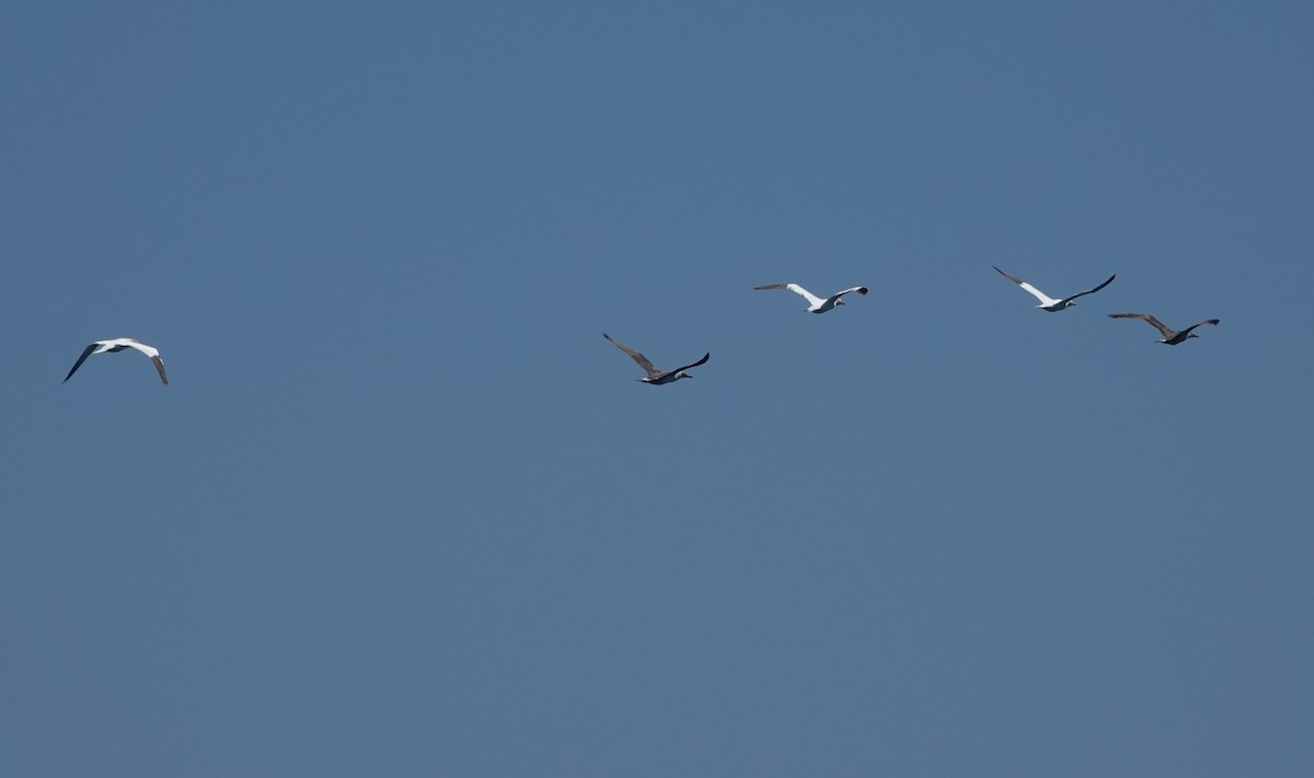 Northern Gannet - ML620679715