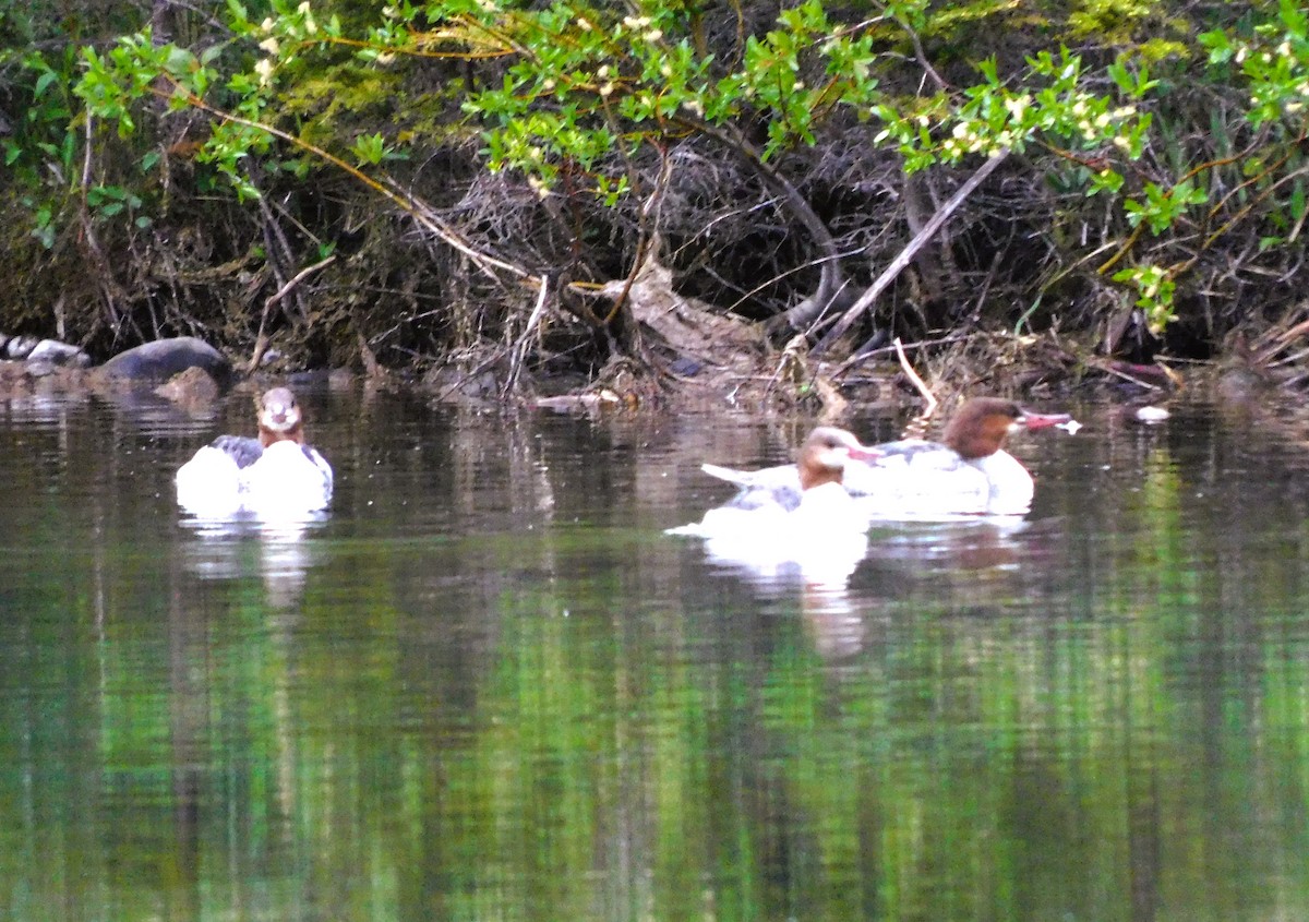 Common Merganser - ML620679729