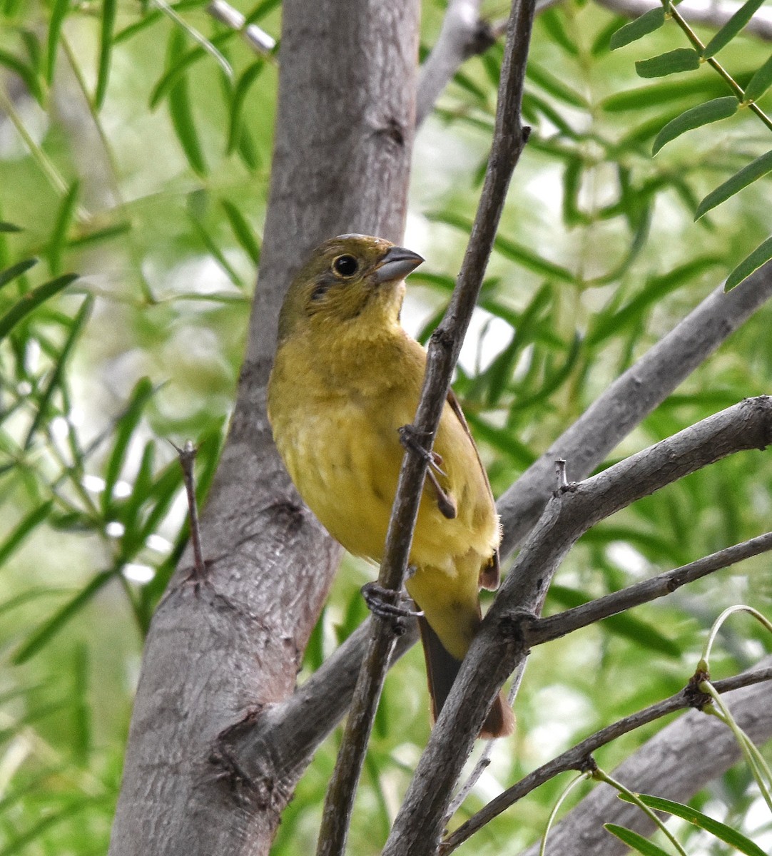 Painted Bunting - John LeLeux