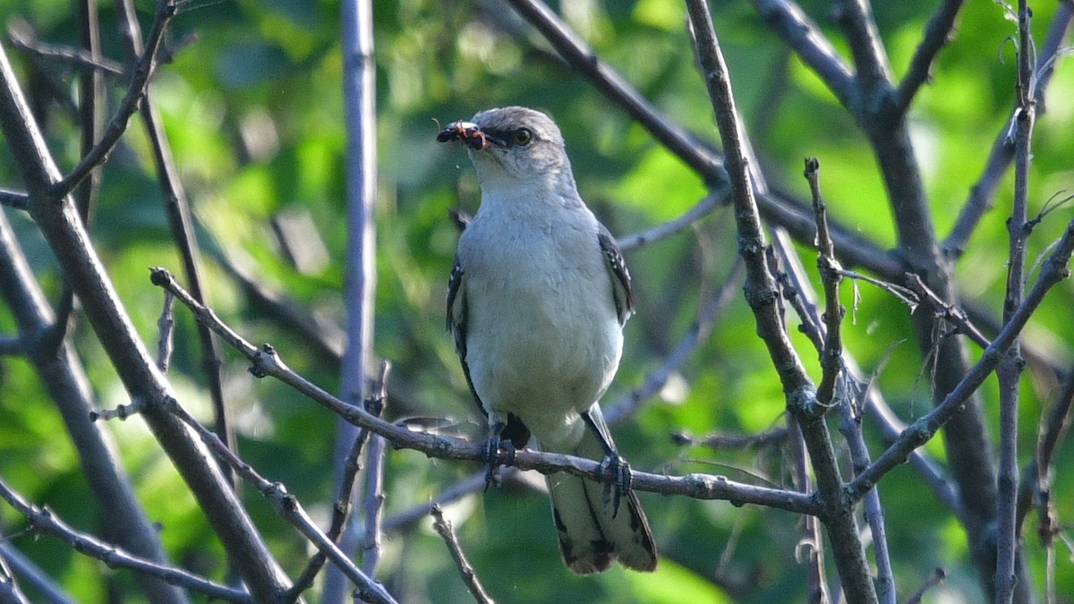 Northern Mockingbird - ML620679745