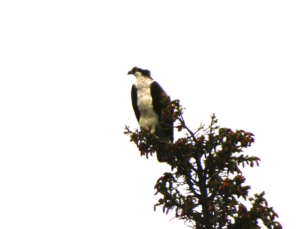 Balbuzard pêcheur - ML620679749