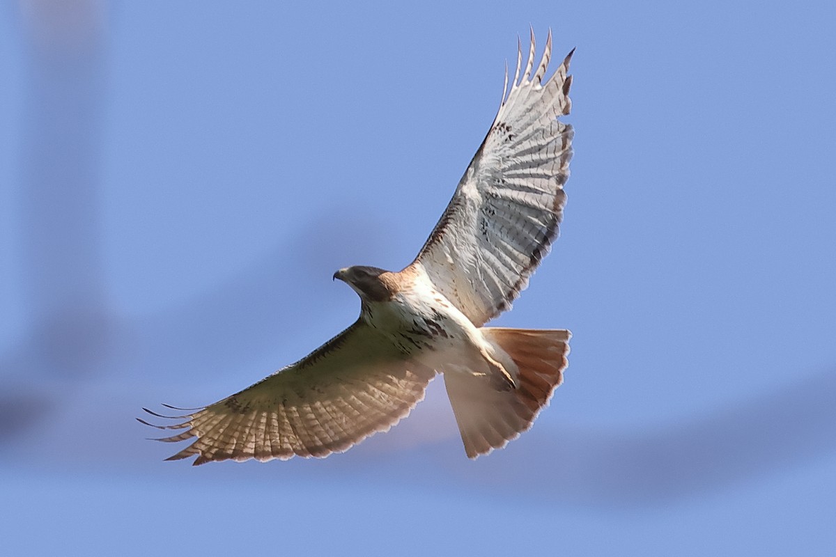 Red-tailed Hawk - John Mercer