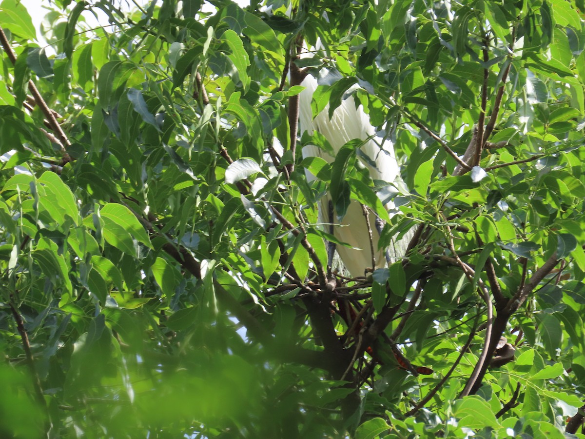 Little Egret - ML620679753