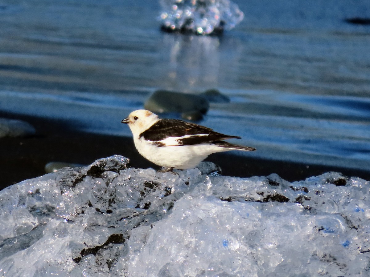 Snow Bunting - ML620679754