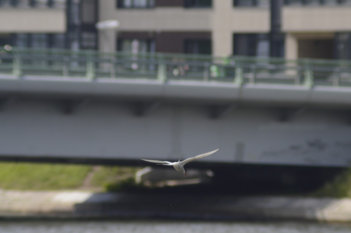 Common Tern - ML620679755