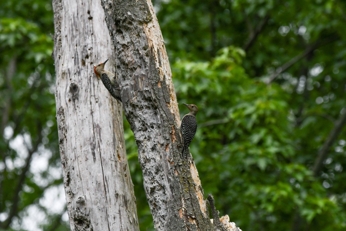 Red-bellied Woodpecker - ML620679756