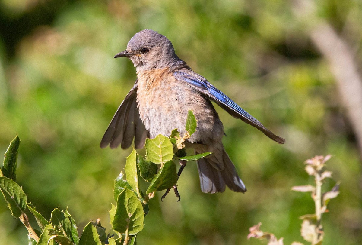 Western Bluebird - ML620679757