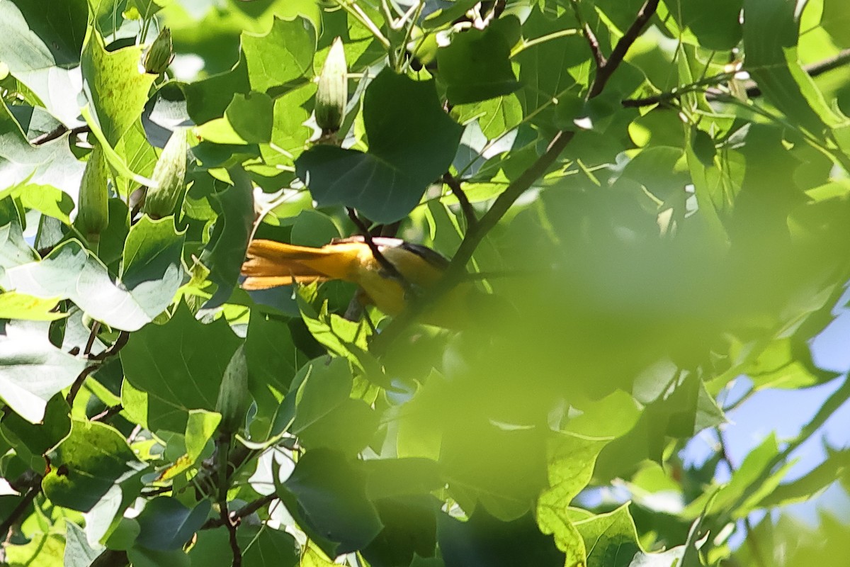 Baltimore Oriole - ML620679760